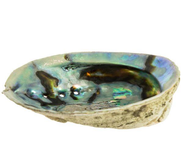 Concha Abalone